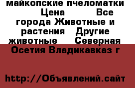  майкопские пчеломатки F-1  › Цена ­ 800 - Все города Животные и растения » Другие животные   . Северная Осетия,Владикавказ г.